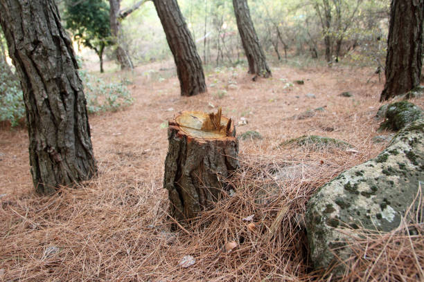 How Our Tree Care Process Works  in  Piedmont, MO